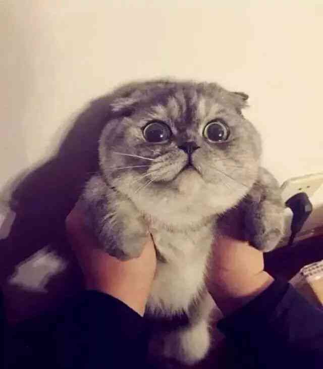 萌宠二次元猫咪，极致可爱风采展现