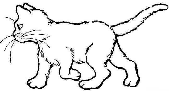 二次元猫咪简笔画教程：全龄适用，轻松掌握绘画技巧与创意设计