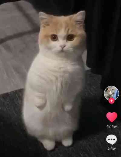 抖音小猫ai变身文案是什么