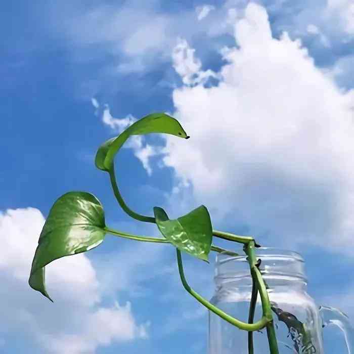 深度解析：抖音AI文案工具大比拼，一键提升视频热度与互动率