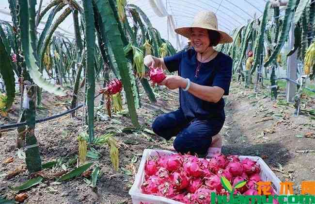 全面解析火龙果：种植、营养、食谱与市场前景指南