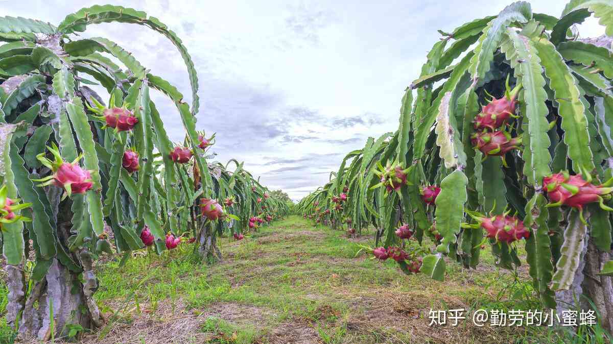 全面解析火龙果：种植、营养、食谱与市场前景指南
