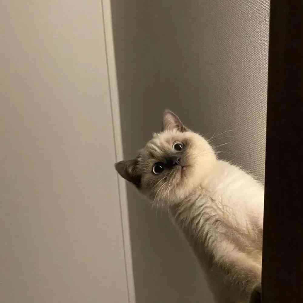 可爱的猫的文案：创意短句与精选句子汇编