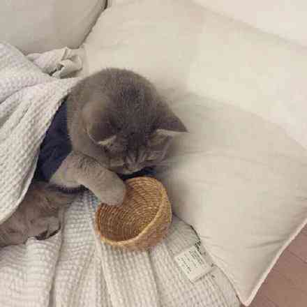 可爱的猫的文案：创意短句与精选句子汇编