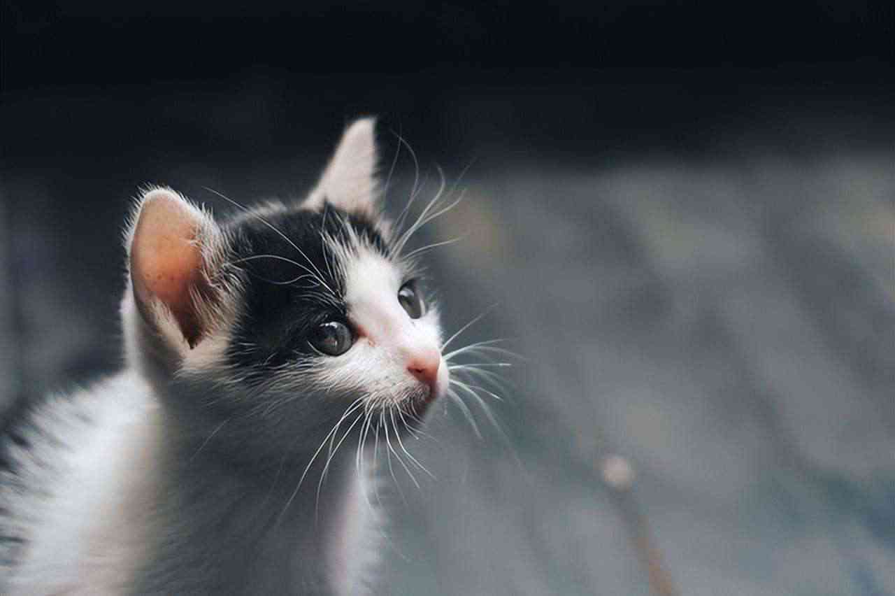 可爱的猫的文案：创意短句与精选句子汇编