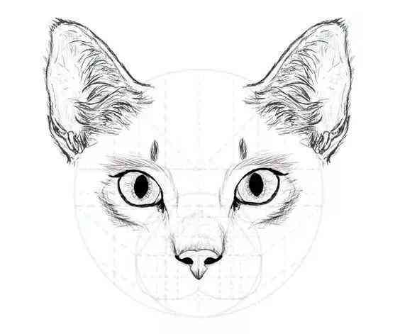 国宝猫绘画艺术展示与教程分享：从入门到精通，一次性掌握猫绘画技巧