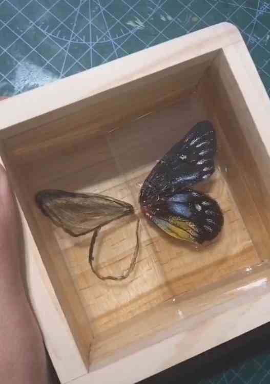 AI绘画蝴蝶技巧与文案撰写指南：全面解答创作灵感、风格选择与优化策略