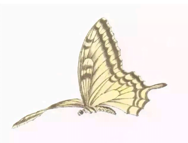 ai绘画蝴蝶文案怎么写