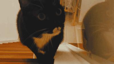 AI写作猫高级版深度使用指南：全面掌握高效写作技巧与实用功能解析