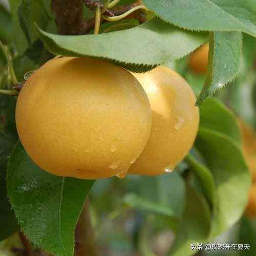ai家乡美文案：深情怀念，走心范文精选，展现家乡魅力