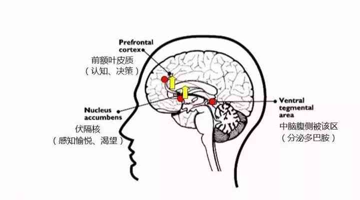 激发多巴胺分泌的文案金句：情感触动与吸引力满分