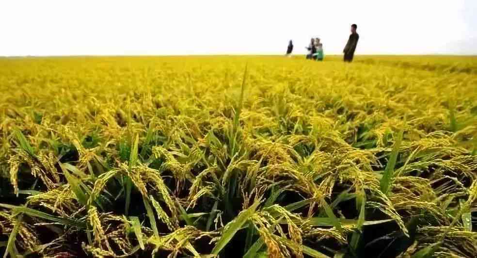 探索稻香之源：稻子生长与文化传承的深度解读