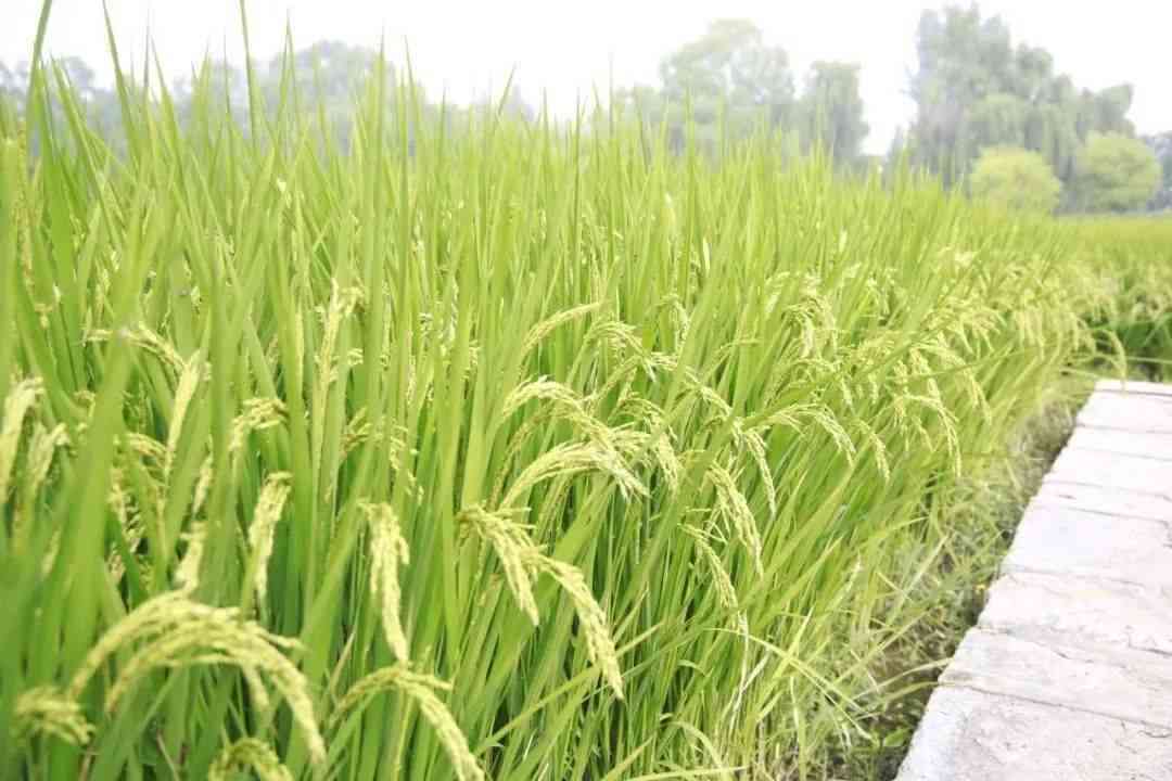 探索稻香之源：稻子生长与文化传承的深度解读