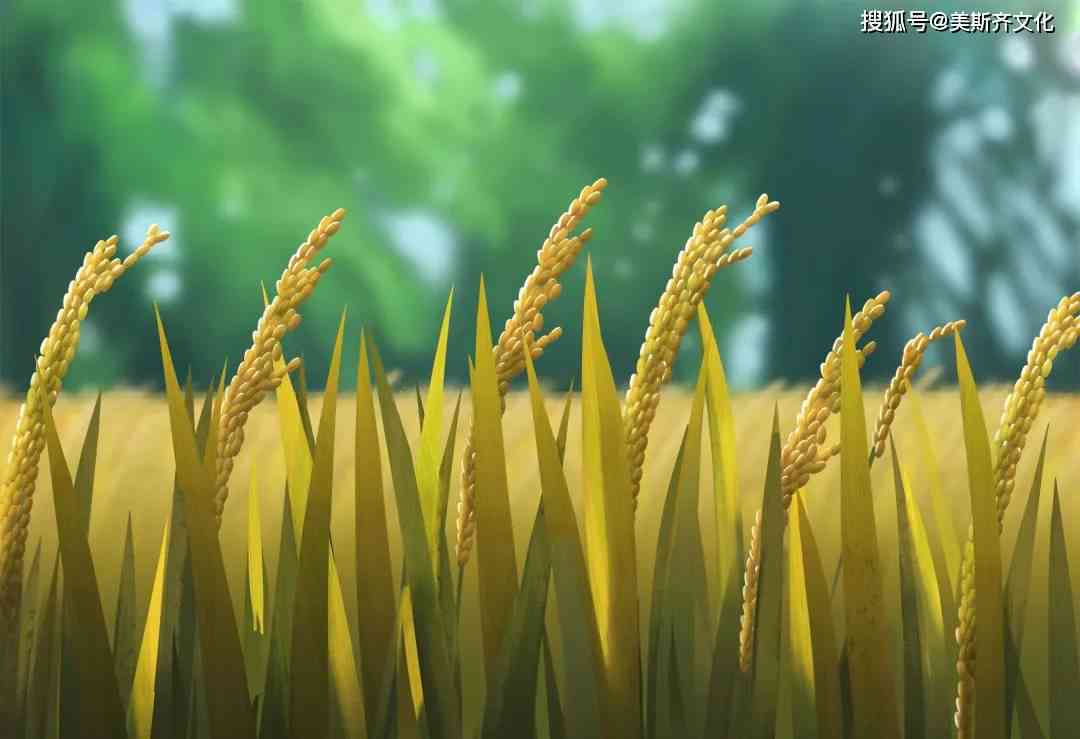 探索稻香之源：稻子生长与文化传承的深度解读