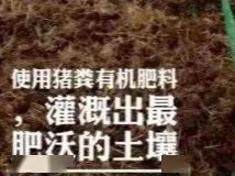 稻米迷们惊喜连连：独具匠心的惊艳文案大揭秘