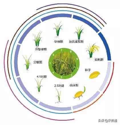 稻子说说：全方位解析稻作文化与种植技术答疑解惑