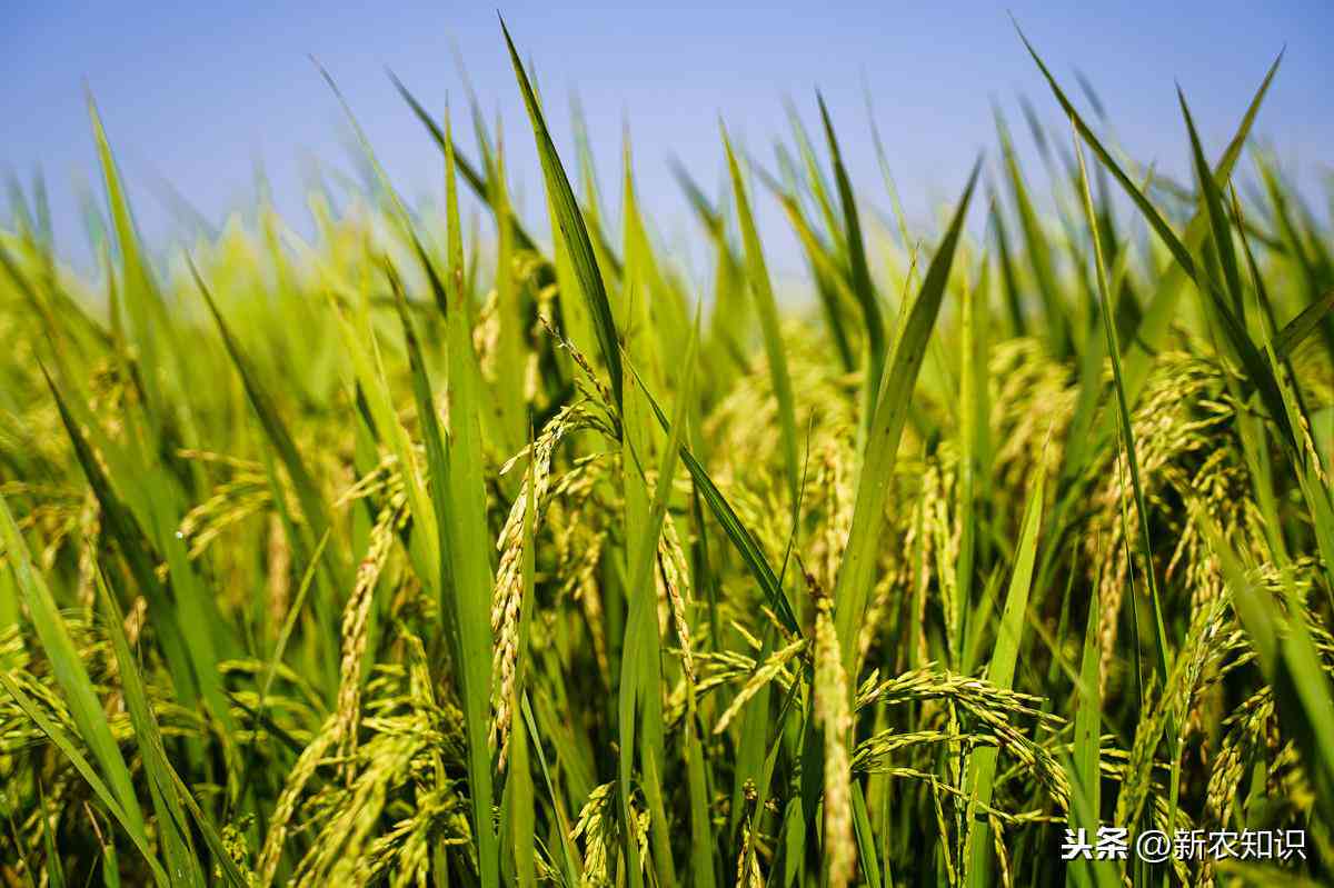 稻子说说：全方位解析稻作文化与种植技术答疑解惑