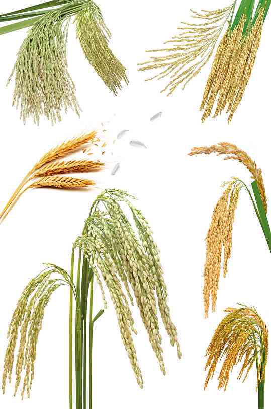 ai稻子文案