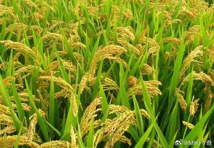 稻子说说：全方位解析稻作文化与种植技术答疑解惑