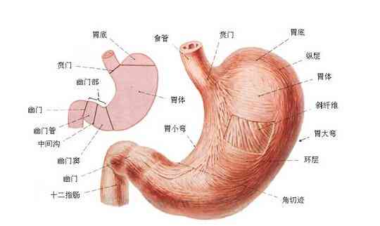 急性胃炎：其严重性解析与疾病定位