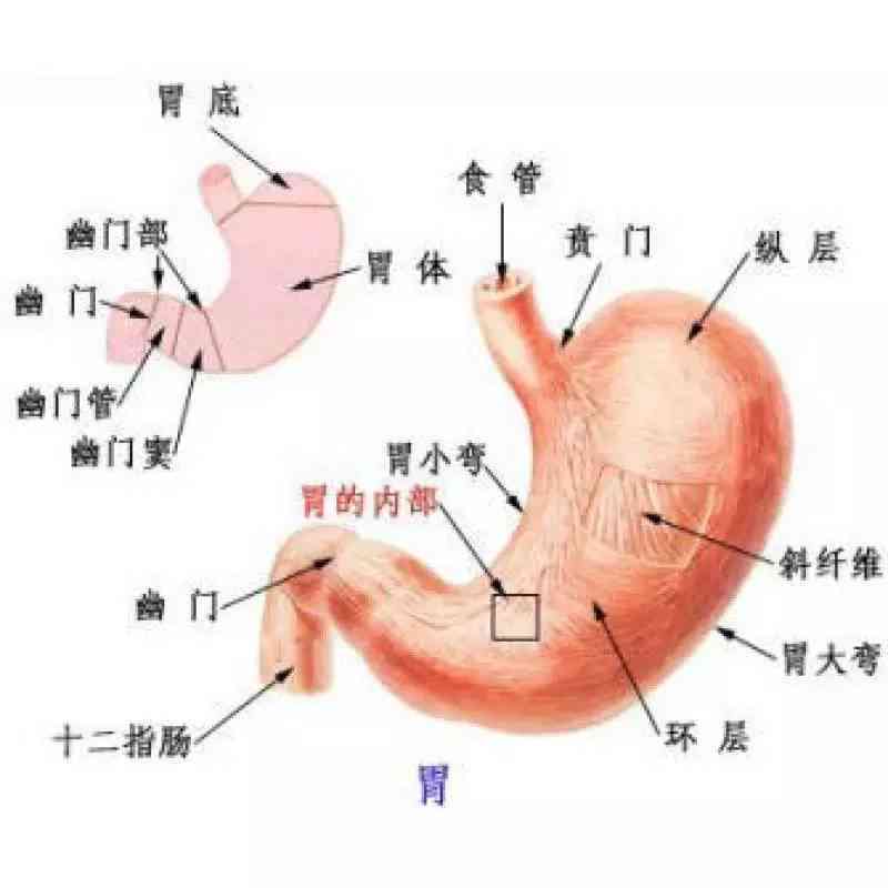 急性胃炎算不算急性疾病，它是否属于胃病及急性疾病范围的患者分类