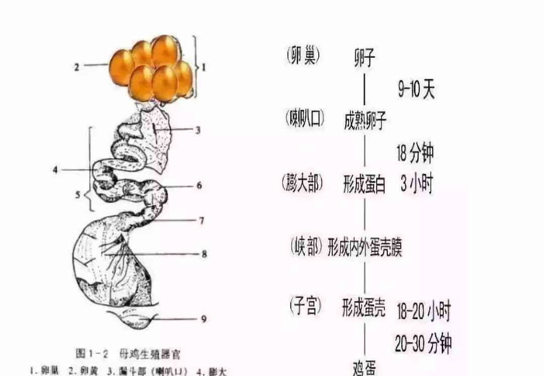 全面解析：急性脊柱炎症的成因、症状与治疗策略