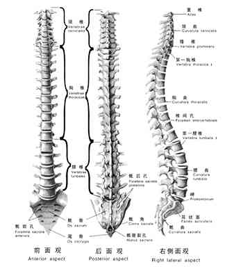 全面解析：急性脊柱炎症的成因、症状与治疗策略