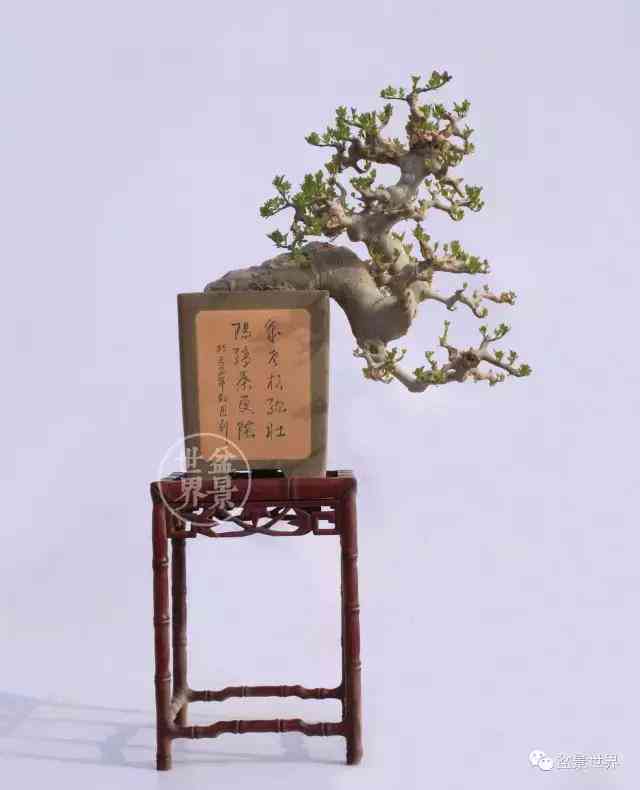 儒风雅韵，智慧微言——儒雅说说
