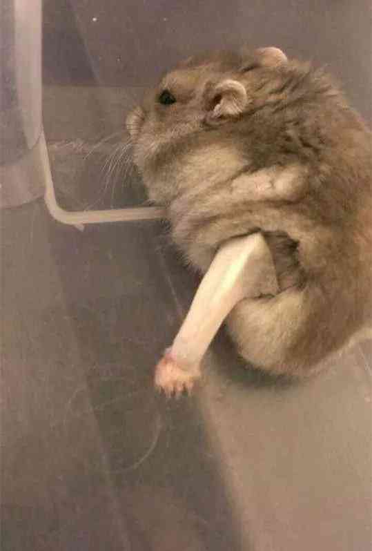 '手部创伤诊断：手打石膏确认骨折还是断裂情况'