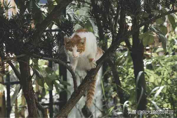 猫咪AI：智能写作助手助力论文创作