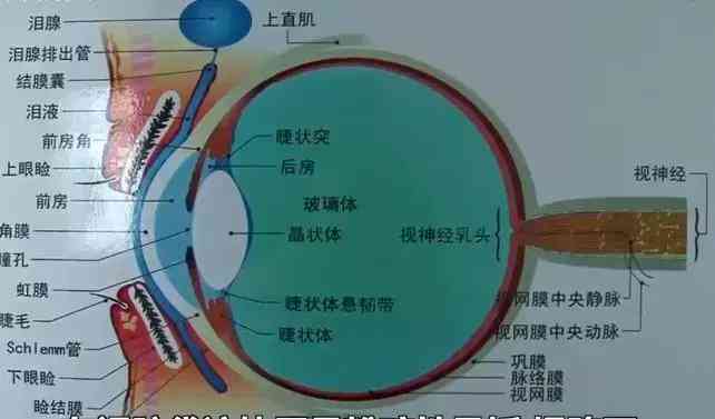 手术疤痕可以做手术去掉吗：手术切除费用及可行性分析