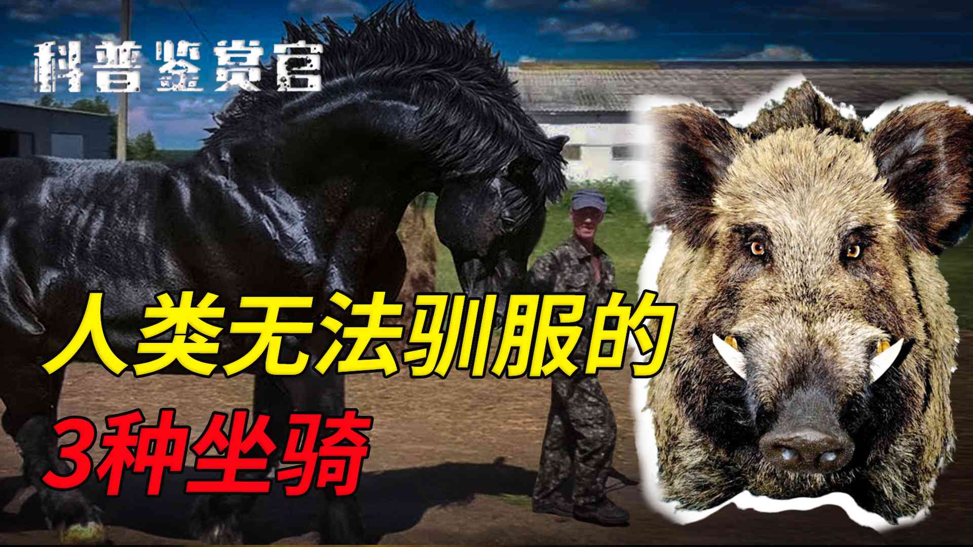 驯服野生人类：驯服记与野生驯服揭秘