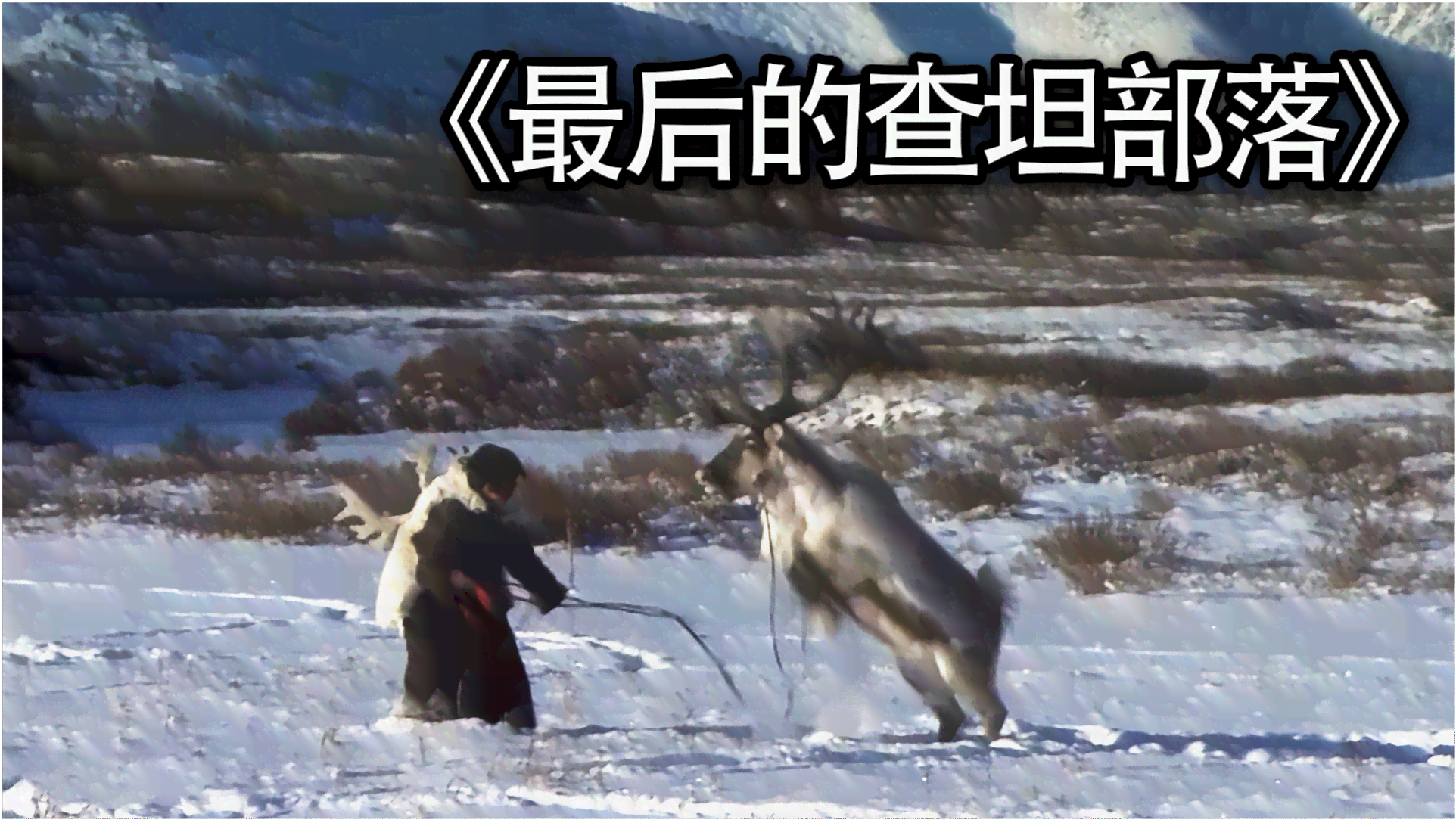 驯服野生人类：驯服记与野生驯服揭秘