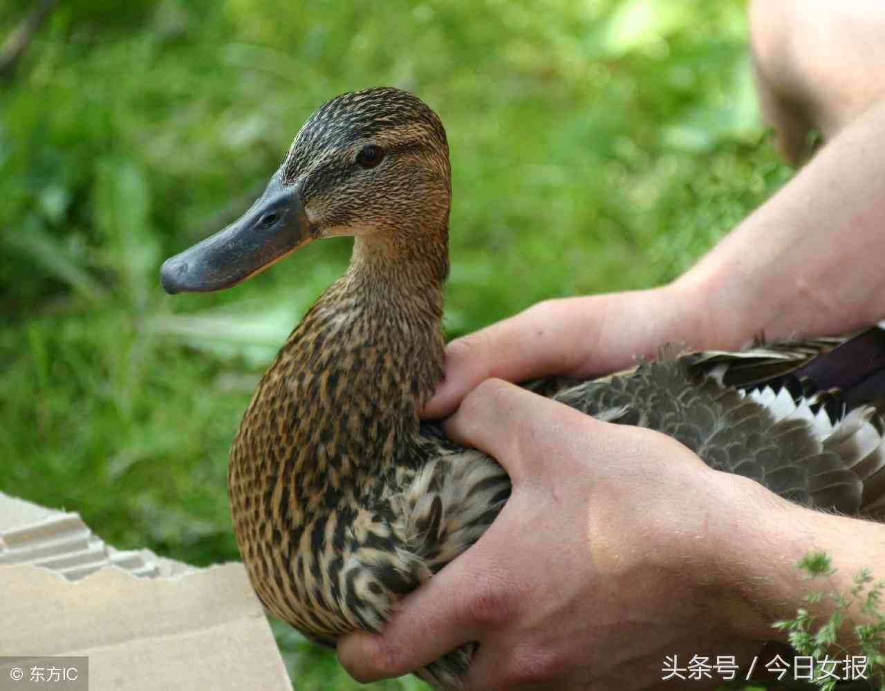 手背肌腱断裂工伤认定详解：条件、流程及常见问题解答