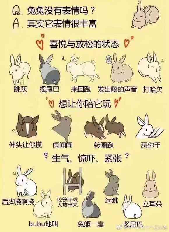 兔子文案号大全：创意兔耳朵表情号使用指南与实用案例解析
