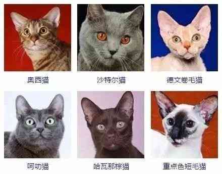 喵字命名大全：创意猫咪名字精选与命名技巧指南