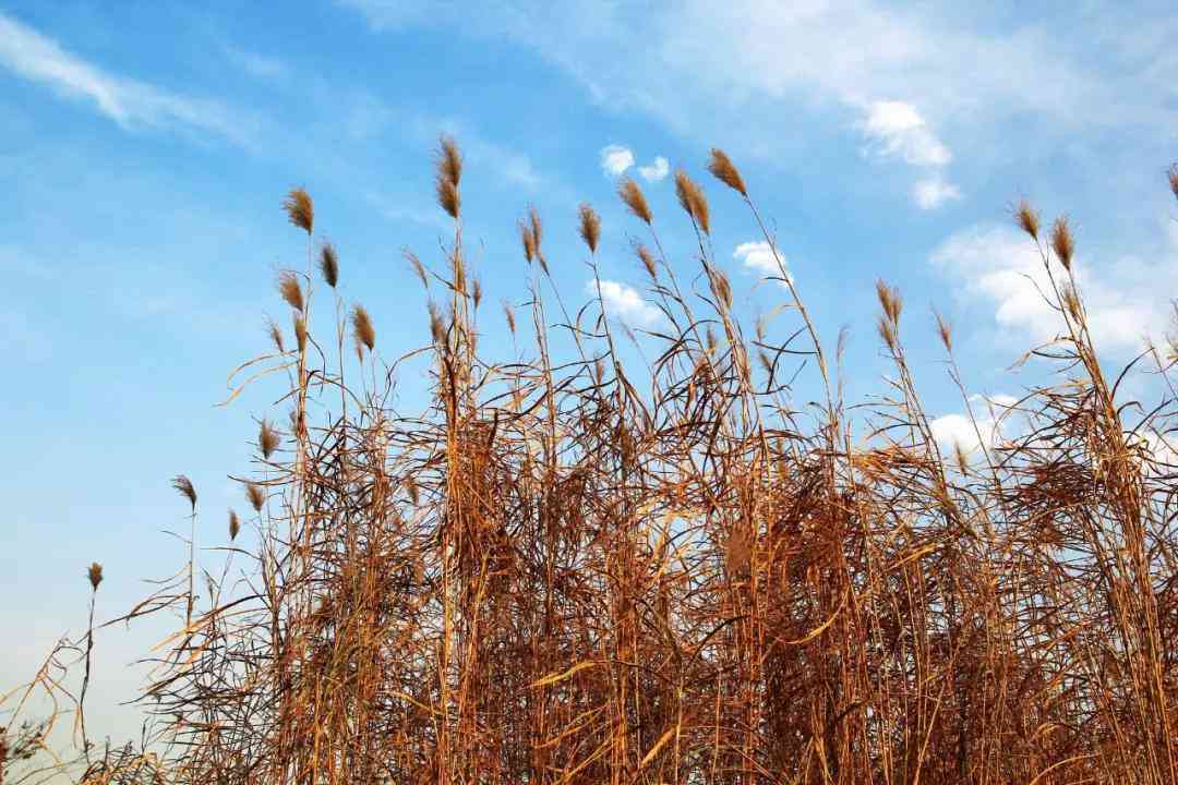作文写作必备：300个经典好词好句及实用技巧大全