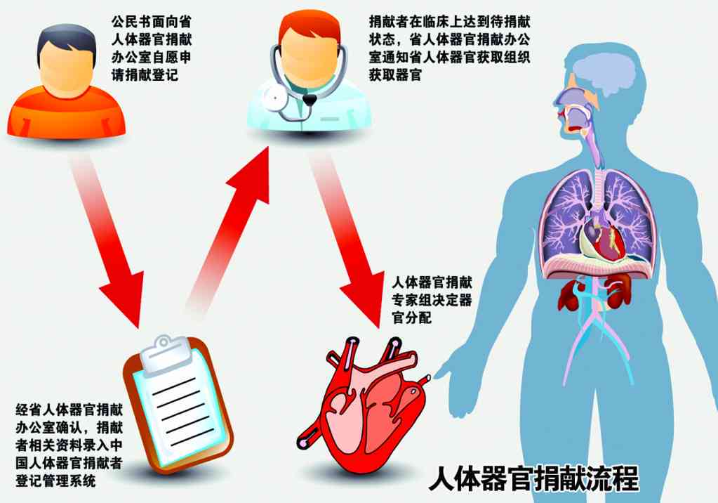 探讨器官捐献：志愿者是否应获得补偿机制