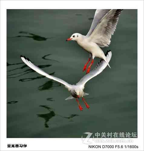海鸥创作指南：全面解析海鸥写作技巧与灵感源泉