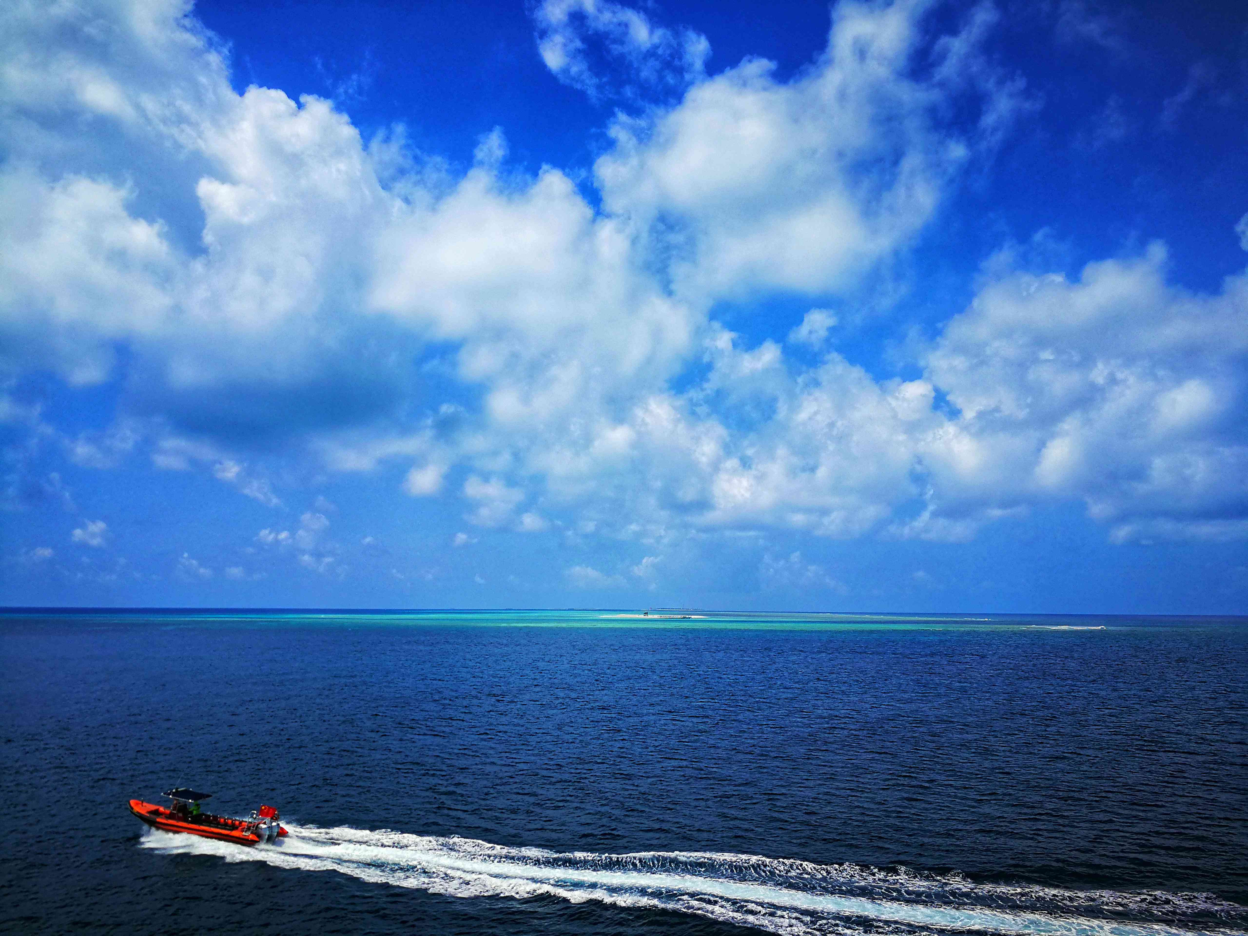 《海鸥：探索海洋生态与鸟类奥秘》