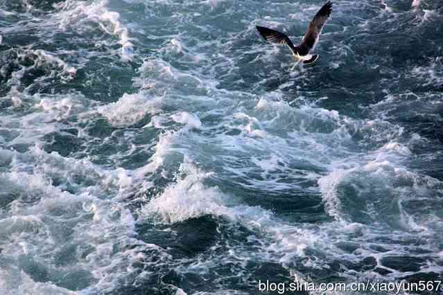 逐浪海滨：以海鸥为灵感吟咏飞翔诗篇