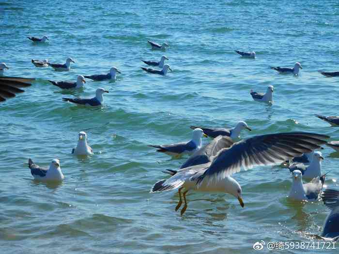 逐浪海滨：以海鸥为灵感吟咏飞翔诗篇