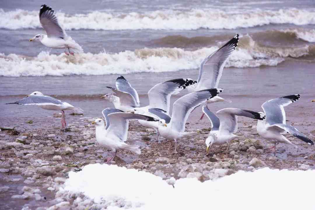 逐浪海滨：以海鸥为灵感吟咏飞翔诗篇