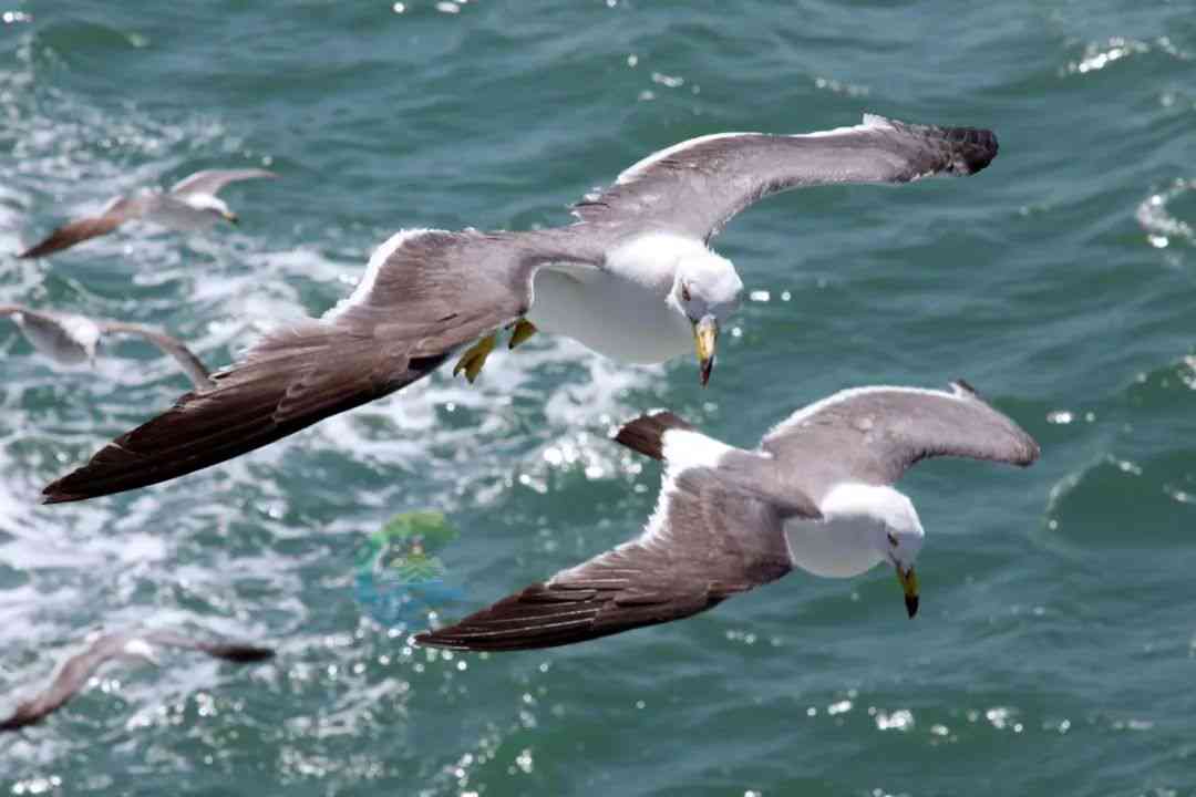 逐浪海滨：以海鸥为灵感吟咏飞翔诗篇