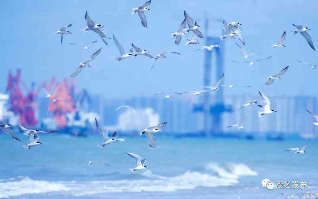 逐浪海滨：以海鸥为灵感吟咏飞翔诗篇