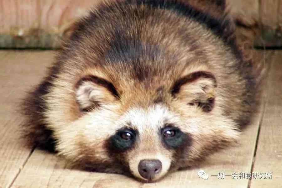 狸特征、性、故事与趣味事实：全方位解析狸的神秘世界