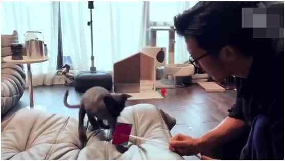 神秘发光小猫：揭秘其成因、特点与照顾指南
