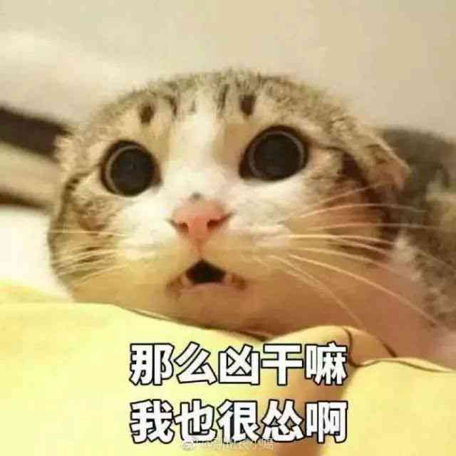 发光猫表情包：动态与头像分享，揭秘发光猫魅力