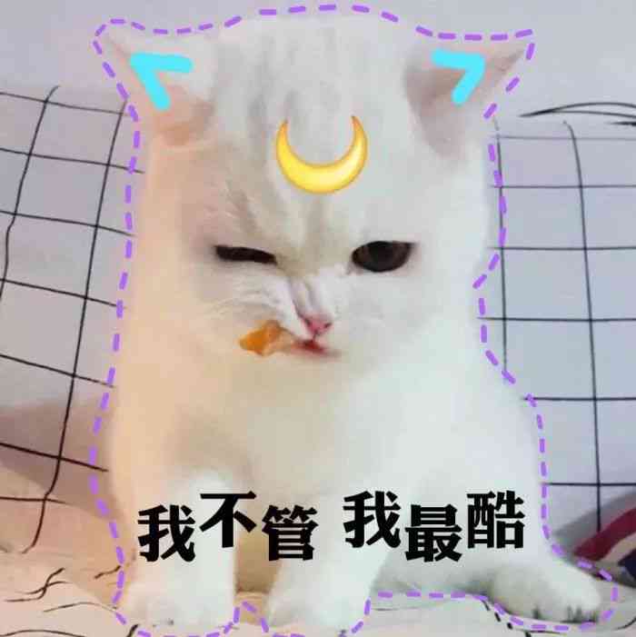 发光猫表情包：动态与头像分享，揭秘发光猫魅力