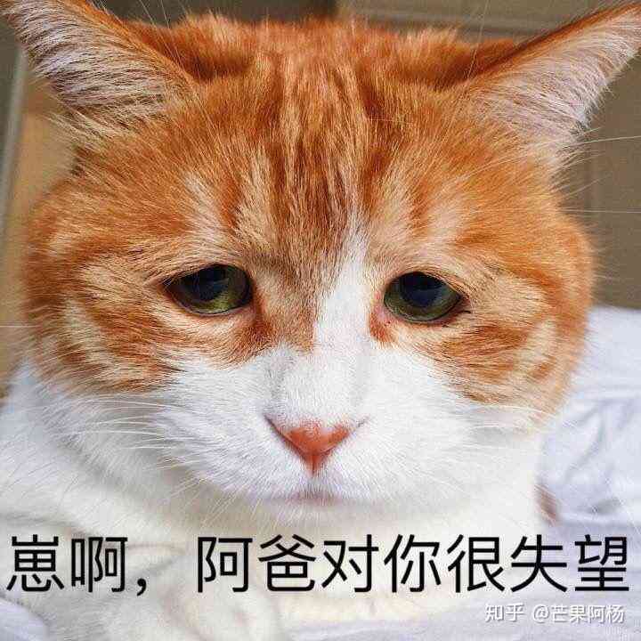 发光猫表情包：动态与头像分享，揭秘发光猫魅力